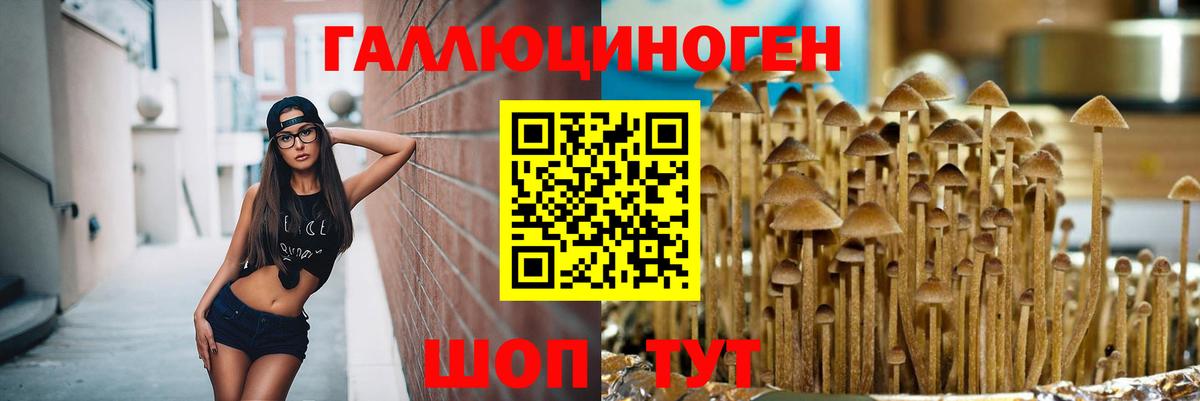 Вольск  Галлюциногенные грибы прущие грибы  Вход с VPN 